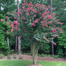 US Seller 25 Red Carolina Beauty Crepe Myrtle Tree Seeds Fast Shipping - $12.86