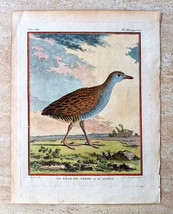 Leclerc Bird Print Engraving 1770 Pl. XII Histoire Naturelle Des Oiseaux 02778 - £42.16 GBP