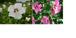 Pink / White Hybiscus Rose of Sharon seeds - £2.39 GBP+