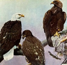 Bald Eagle Golden Eagle 1955 Plate Print Birds Of America Nature Art DWEE33 - £29.89 GBP