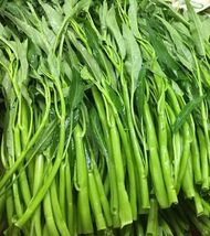50+ Thai Water Spinach Seeds Ong Choy Kangkong Kong Xin Cai Vegetable - $6.49 CAD