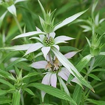 Spotted Bee Balm Seeds Monarda Punctata Packet Of 40 Seeds USA SELLER Fast Shipp - $17.94