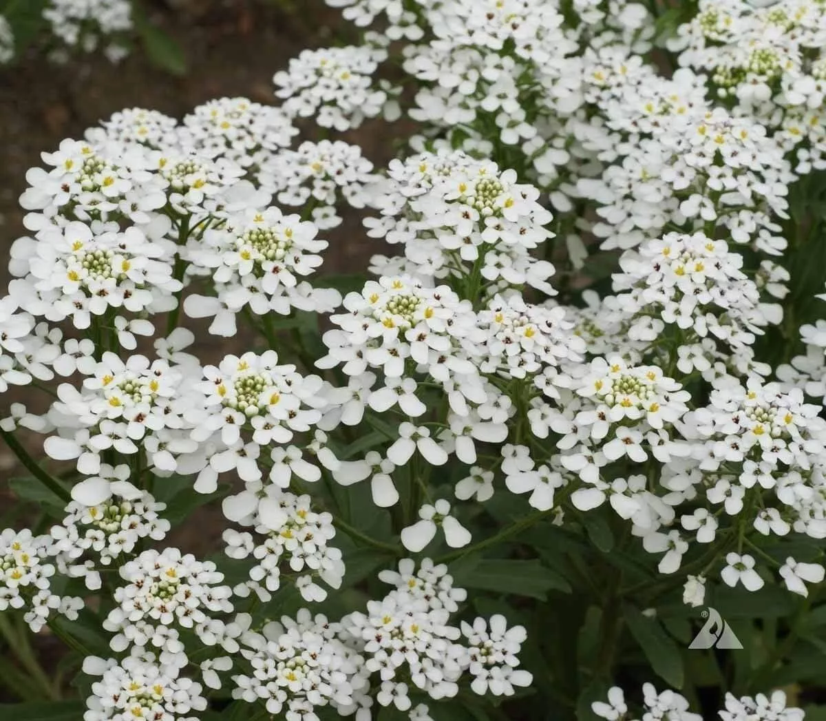 LWS Candytuft Empress Rocket Flower Organic Non Gmo 250 Seeds Fast Shipping - $9.10