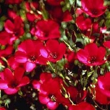 FG Nuevo 30  Aromático Rojo Escarlata Phlox / Reseeding Anual - £11.86 GBP