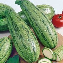 Caserta Summer Squash Seeds Gardening Easy Grow USA SHIPPING - £7.89 GBP