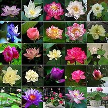 30 Pcs Mixed Bonsai Lotus SeedsWater Lily Flower Plant Fresh Garden SeedsFine... - £25.85 GBP
