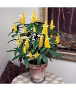 Golden Shrimp Plant Justicia Brandegeana Pachystachys Lutea Starter Plan... - $39.98