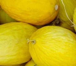 Crenshaw Melon Seeds 50 Cantaloupe Summer Garden Vine Fruit - £7.83 GBP