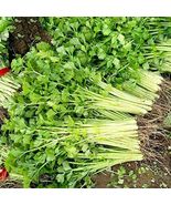 Chinese Light Green Celery 500 Seeds Non-GMO - $6.00