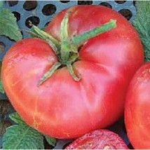 New Big Dwarf Tomato Seeds Gardening Easy Grow Usa Shipping - £4.40 GBP