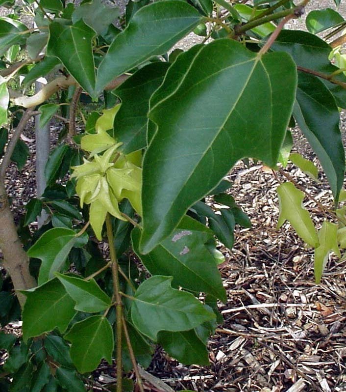 Acer Coriaecifolia Evergreen Maple Tree 5 seeds Fresh Gardening - $17.96