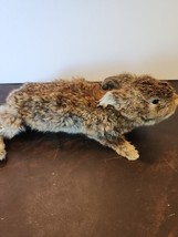 ALl21 Rabbit Bunny Mount Taxidermy - £96.62 GBP