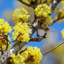 Cornus Officinalis Japanese Cornel Shan Zhu Yu Asiatic Dogwood 5 Seeds Usa Fast  - $12.24