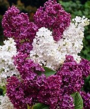 25 White Magenta Lilac Seeds Tree Fragrant Flowers Perennial Seed Flower 949 USA - $9.00