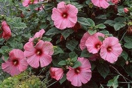 Hibiscus Disco Belle Pink 15 Hibiscus Seeds (Perennial Seeds) Garden USA Seeds - £13.52 GBP