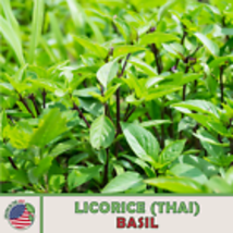 Licorice Thai Basil Seeds, Ocimum basilicum, Culinary, Genuine USA 500  - £8.44 GBP