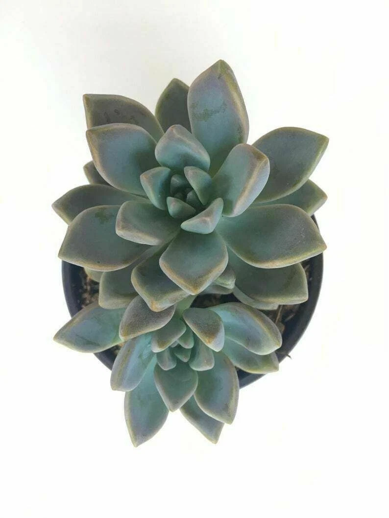 Ghost Graptopetalum Paraguayense Succulent 4Inches Pot Live Plant USA Se... - $14.99