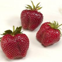 Wendy Strawberry June Bearing 25 Fresh Live Plants - £30.61 GBP