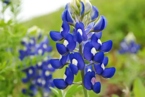 150 Texas Bluebonnet Lupine Lupinus Texensis Flower Seeds Fresh - £7.99 GBP