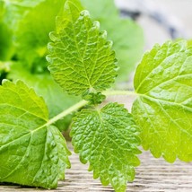 HGBO 500 Seeds Lemon Balm Seeds Melisa Officinalis Non Gmo Heirloom Seeds From U - £6.54 GBP