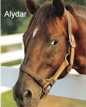 1978 - ALYDAR - Head &amp; Neck - Close-Up Color Photo - 8&quot; x 10&quot; - #1 - £15.98 GBP