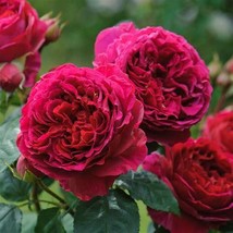 Heathcliff Dark Red Cupped Double Rose 50 Seeds Strong Fragrant Fresh Garden USA - $9.86