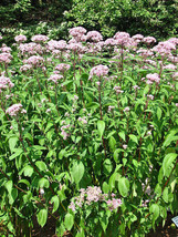 Eutrochium Maculatum Spotted Joe Pye Weed Joe-Pye Weed 20 Seeds USA Garden - $11.58