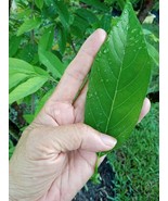 PSA 150 Fresh Sugar Apple Leaves Custard Apple Ceylon Weli Anoda Fast Gr... - $918.39 MXN