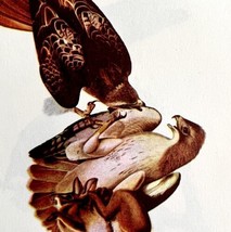 Red Tailed Hawk Bird Lithograph 1950 Audubon Antique Art Print DWP6C - £23.59 GBP