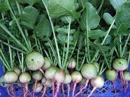 Cool B EAN S N Sprouts - Radish Seeds,White Egg Radish, Radish Seeds,1 Lb Seeds Pe - £10.10 GBP