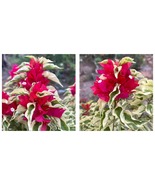 DRAGON FLAME Well Rooted Live VARIEGATED Bougainvillea starter/plug plant* - £38.93 GBP