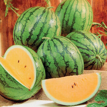 VP New Queen Watermelon for Garden Planting USA 50+ Seeds - $8.22