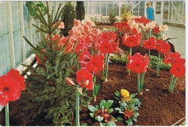 Holland Netherlands Postcard Keukenhof Lisse Holland Gardens Flowers - $2.96