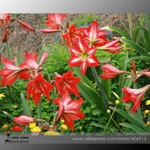 50 Seeds Lilium Lily Flower Fragrant Flower E Fresh Seeds for Planting - $11.99