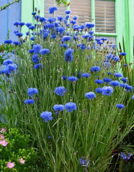 Batchelor Button Blue Double Flower Seed Florist Quality Fresh Garden - £9.57 GBP