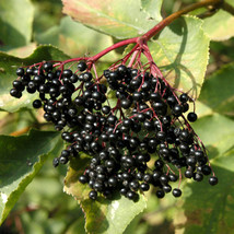 Sambucus nigra seeds  European elder, European black elderberry semillas... - $6.33+