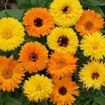 Calendula Flower Seeds 100 Pacific Beauty Mix Annual Orange Fresh Garden - £9.42 GBP