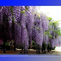 Purple Wisteria Fragrant Flower 100 Seeds Great Woody Climbing Garden - £12.18 GBP