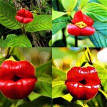 20 Red Lips Seeds  - $8.88