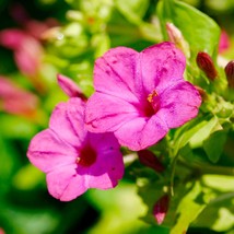 Pink Four O’Clock Flower Seeds Fresh Seeds From US - £7.44 GBP