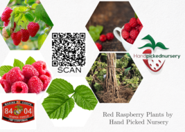 6 joan J Raspberry - $52.20