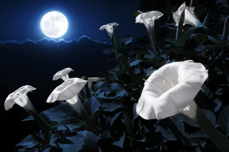 Midnight White Flower Seeds (25 Seeds) Blooms at Night Reflects - £10.04 GBP