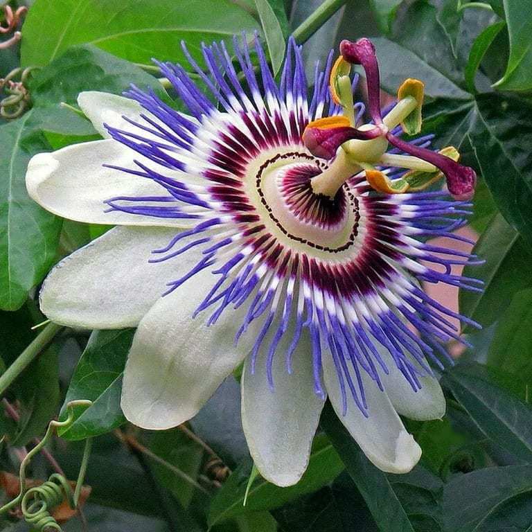 Becky&#39;s Blue &amp; White Caerulea Passiflora Passion Fruit &quot;STARTER&quot; Plant - $19.99