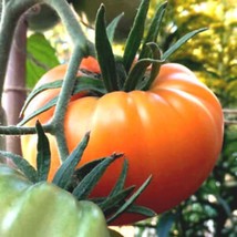 Kellogg&#39;S Breakfast Beefsteak Tomato West Virginia . Seeds Sweet Orange Large Be - $10.00