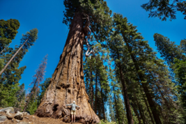 40 Giant Sequoia California Redwood Tree Seeds - £15.82 GBP