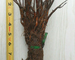 Vine Maple - Acer circinatum 4-6 inch tall bareroot seedlings-Fall color... - $18.76+