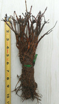Vine Maple - Acer circinatum 4-6 inch tall bareroot seedlings-Fall color... - £15.03 GBP+