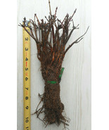 Vine Maple - Acer circinatum 4-6 inch tall bareroot seedlings-Fall color... - £14.69 GBP+