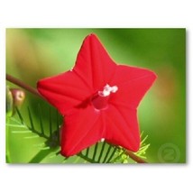 KKG Ipomoea Quamoclit Cypress Vine Red 10 Seeds Fresh Garden - $8.89