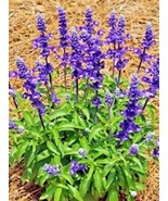 100+ SAGE SEEDS MOSQUITO REPELLENT HERB SPRING PERENNIAL HEIRLOOM 2023 S... - £2.35 GBP
